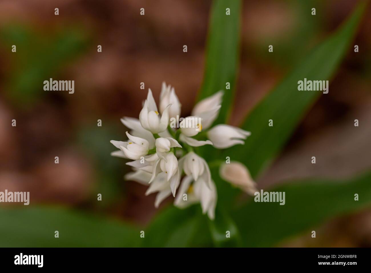 Cephalanthera longifolia fleur dans le champ Banque D'Images