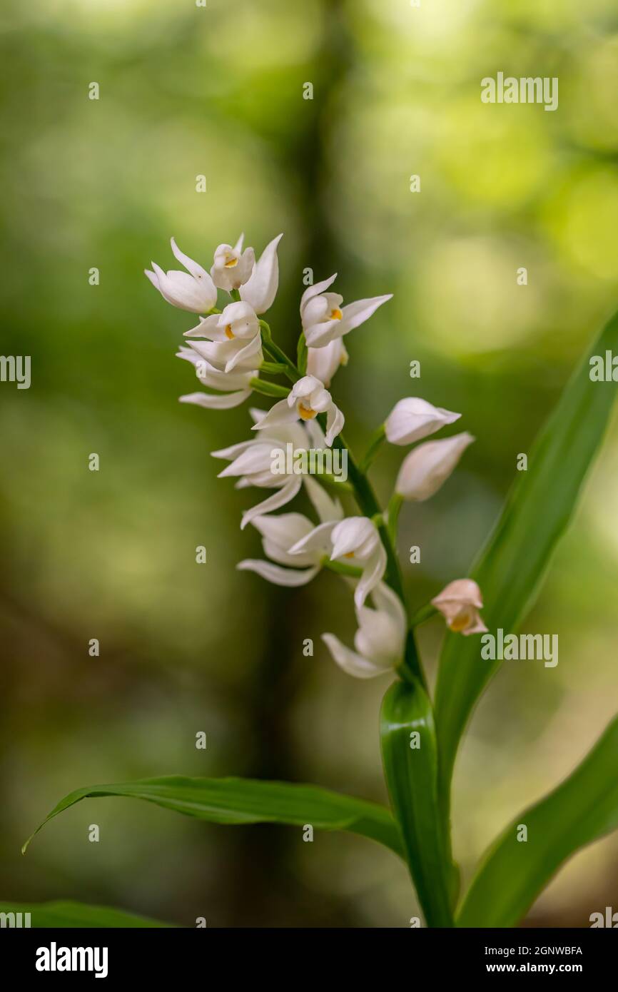 Cephalanthera longifolia fleur dans le champ, gros plan Banque D'Images