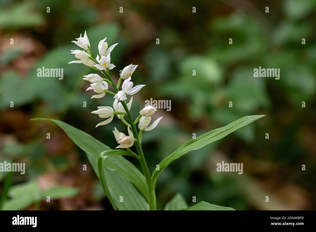 Cephalanthera longifolia fleurs croissant dans le champ Banque D'Images