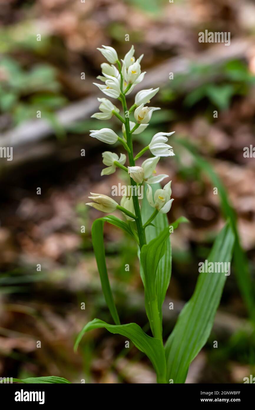 Cephalanthera longifolia fleur en croissance dans le champ, macro Banque D'Images