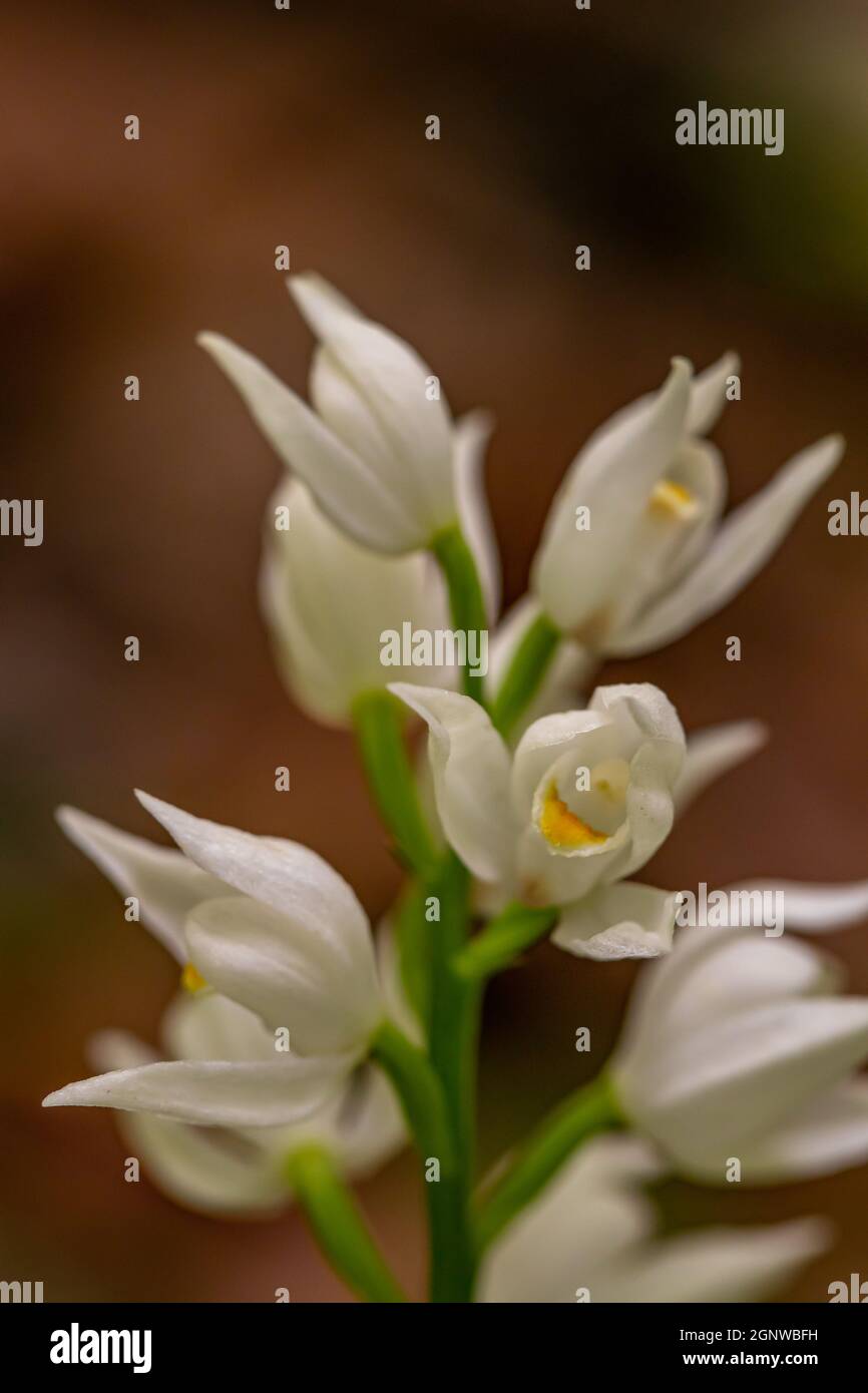 Cephalanthera longifolia fleur en croissance dans le champ, pousse gros plan Banque D'Images