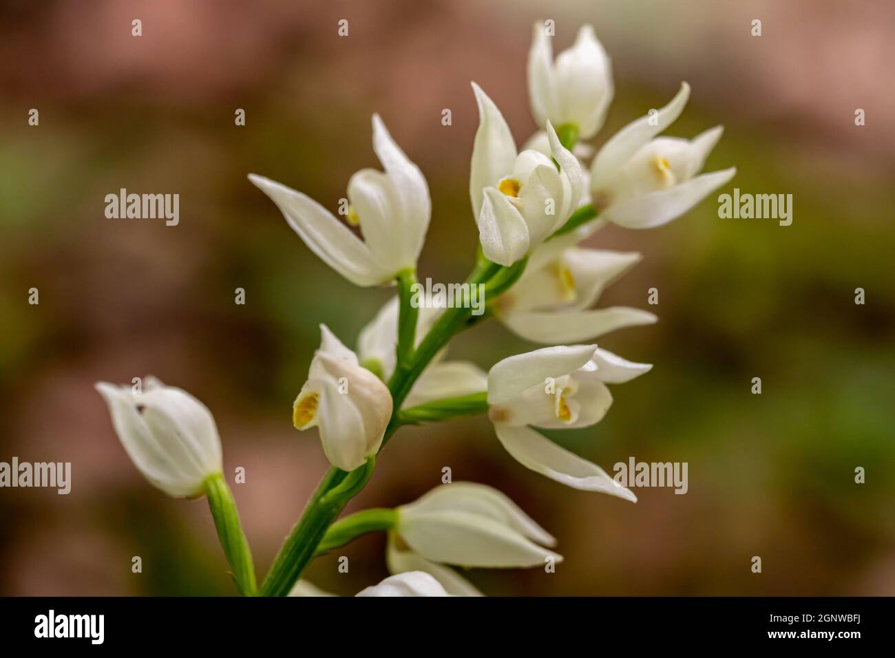 Cephalanthera longifolia fleur en croissance dans le champ, gros plan Banque D'Images