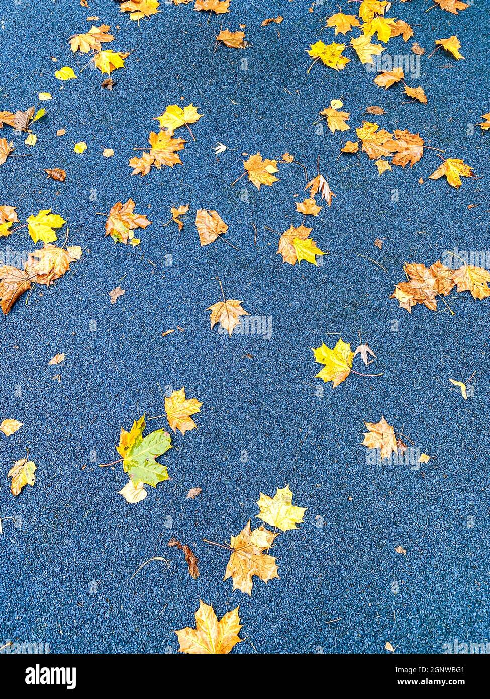 feuilles d'érable jaune sur fond bleu. vue sur le dessus. arrière-plan coloré d'automne. Banque D'Images