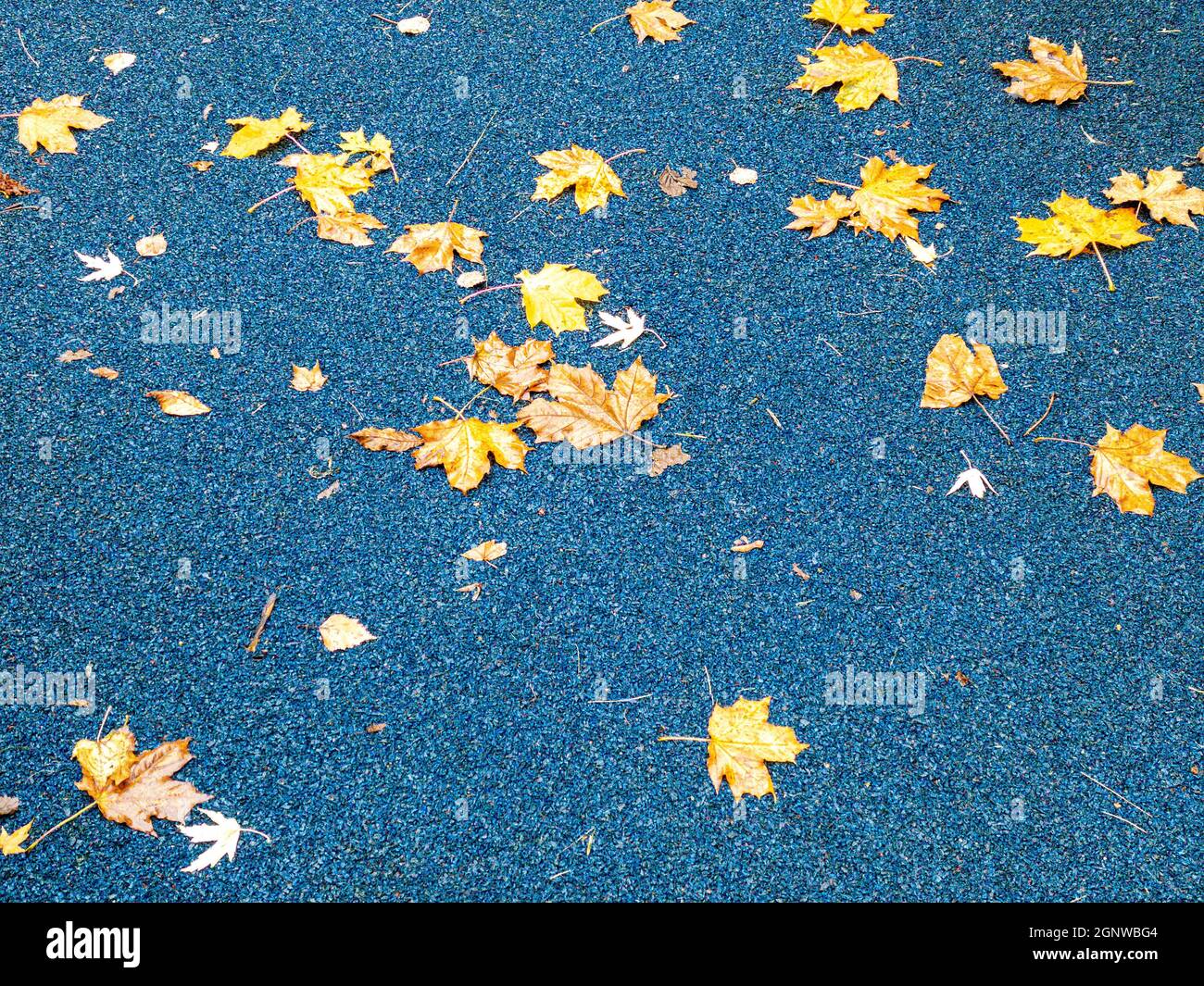 feuilles d'érable jaune mouillées sur terrain de sport bleu après la pluie. fond coloré de saison. Banque D'Images