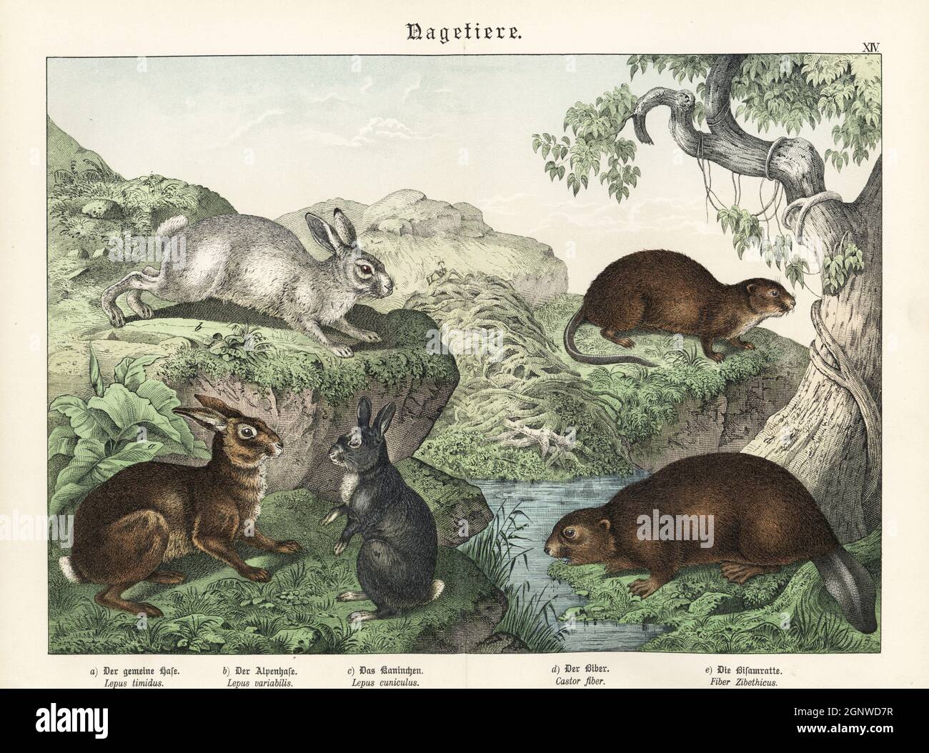 Lièvre d'Amérique, Lepidus timidus a,b, lapin européen, Oryctolagus cuniculus c, castor eurasien, Fibre de ricin d, et rat musqué, Ondatra zibethicus e. Chromolithograph de Gotthilf Heinrich von Schubert, Histoire naturelle des royaumes animaux pour l'école et la maison (Naturgeschichte des Tierreichs fur Schule und Haus), Schreiber, Munich, 1886. Banque D'Images