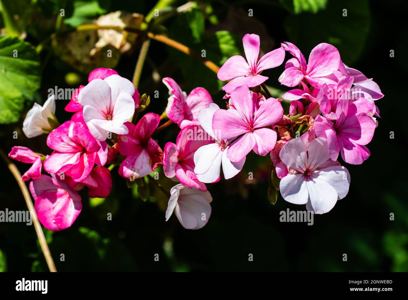 Géraniums sauvages roses. Banque D'Images