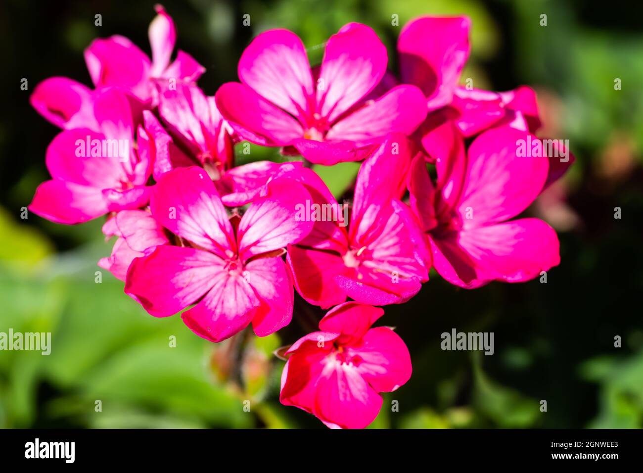 Géraniums rose et blanc. Banque D'Images