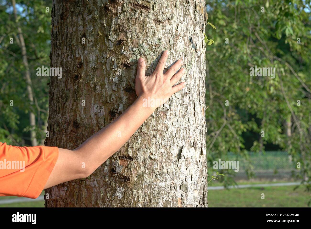 La main de l'homme touche l'écorce de l'arbre. Sauvegarder la planète ou le concept de conservation. Banque D'Images