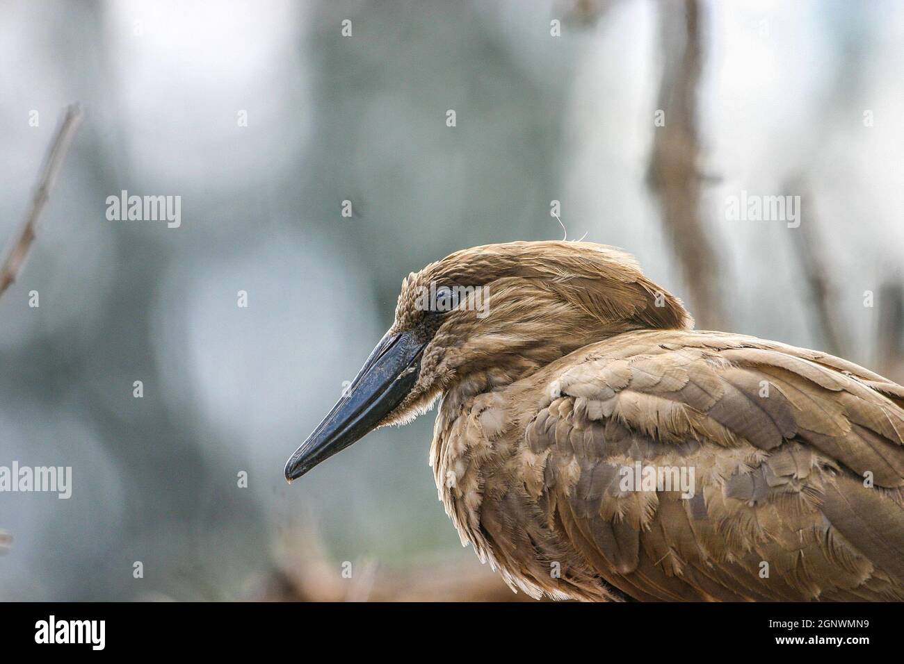 Hamerkop assis sur une branche Banque D'Images