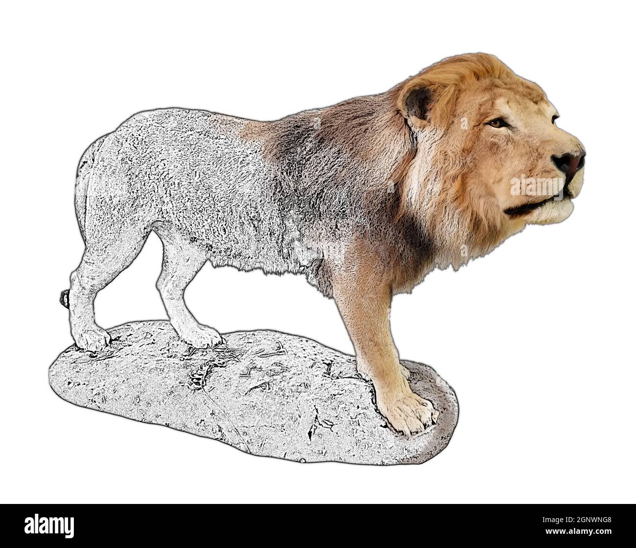 Lion asiatique rare. Photo isolée du lion indien. Gros chat dangereux à la chasse. Banque D'Images