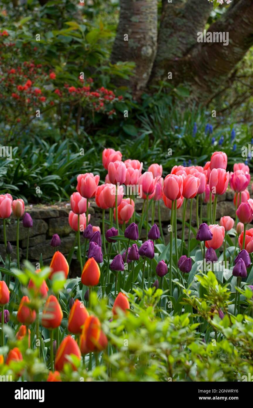 Tulipes, tulipe impression rose groupe hybride Darwin, Cherrydell Garden,Spring,Leura.Blue Mountains, Credit:Chris L Jones / Avalon Banque D'Images