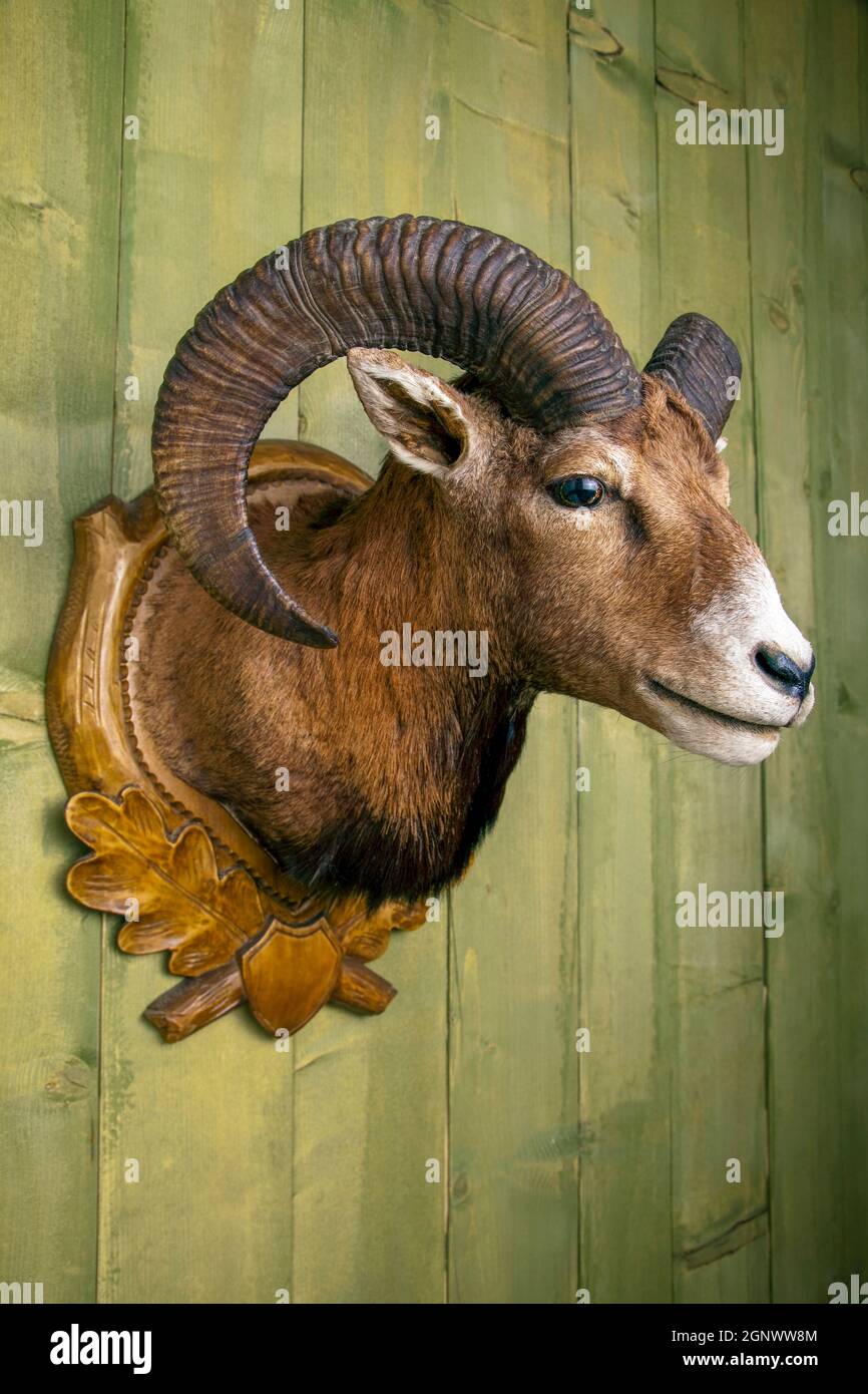 tête en mouflon en peluche devant un mur rustique en bois Photo Stock -  Alamy