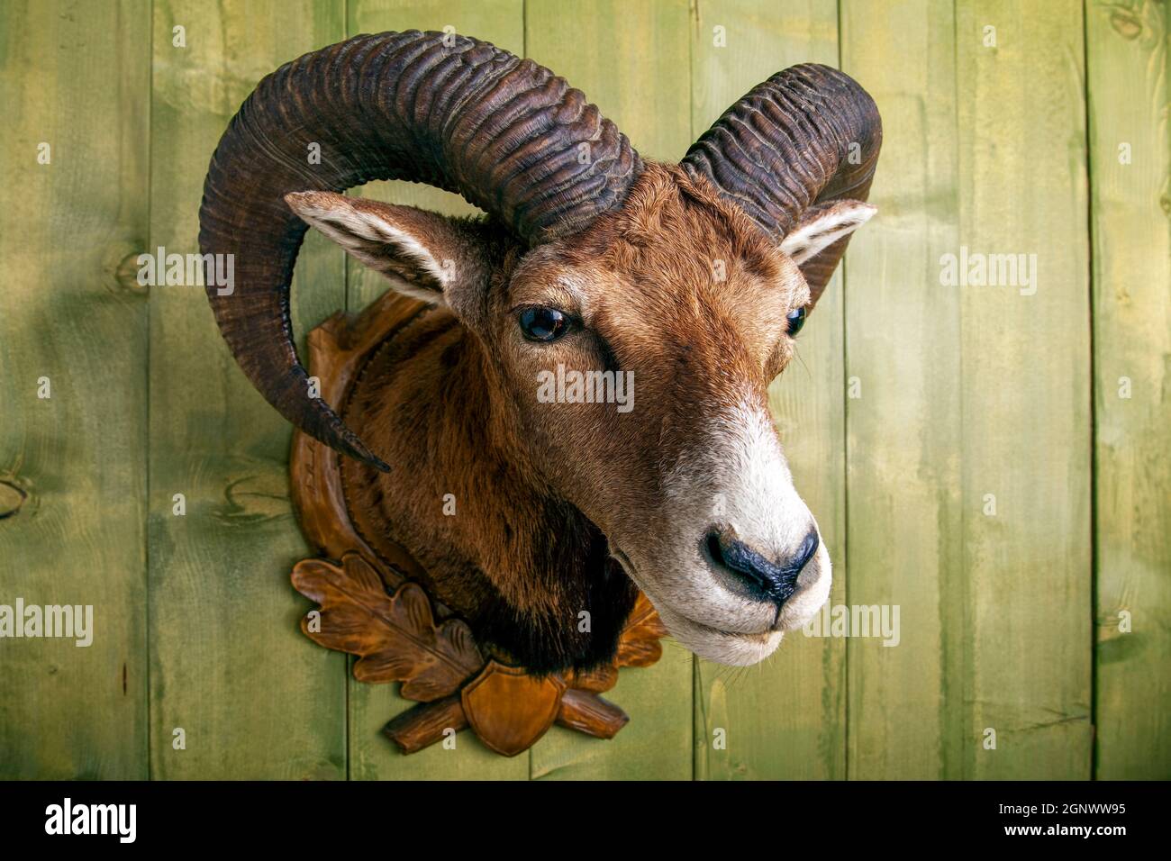 tête en mouflon en peluche devant un mur rustique en bois Photo Stock -  Alamy