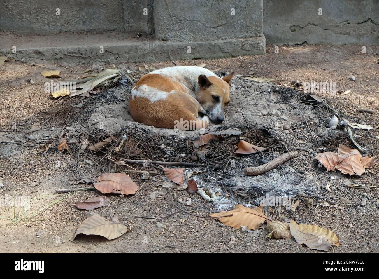 Chiens dormant au sol autour du temple de Kalighat à Kolkata, Inde Banque D'Images