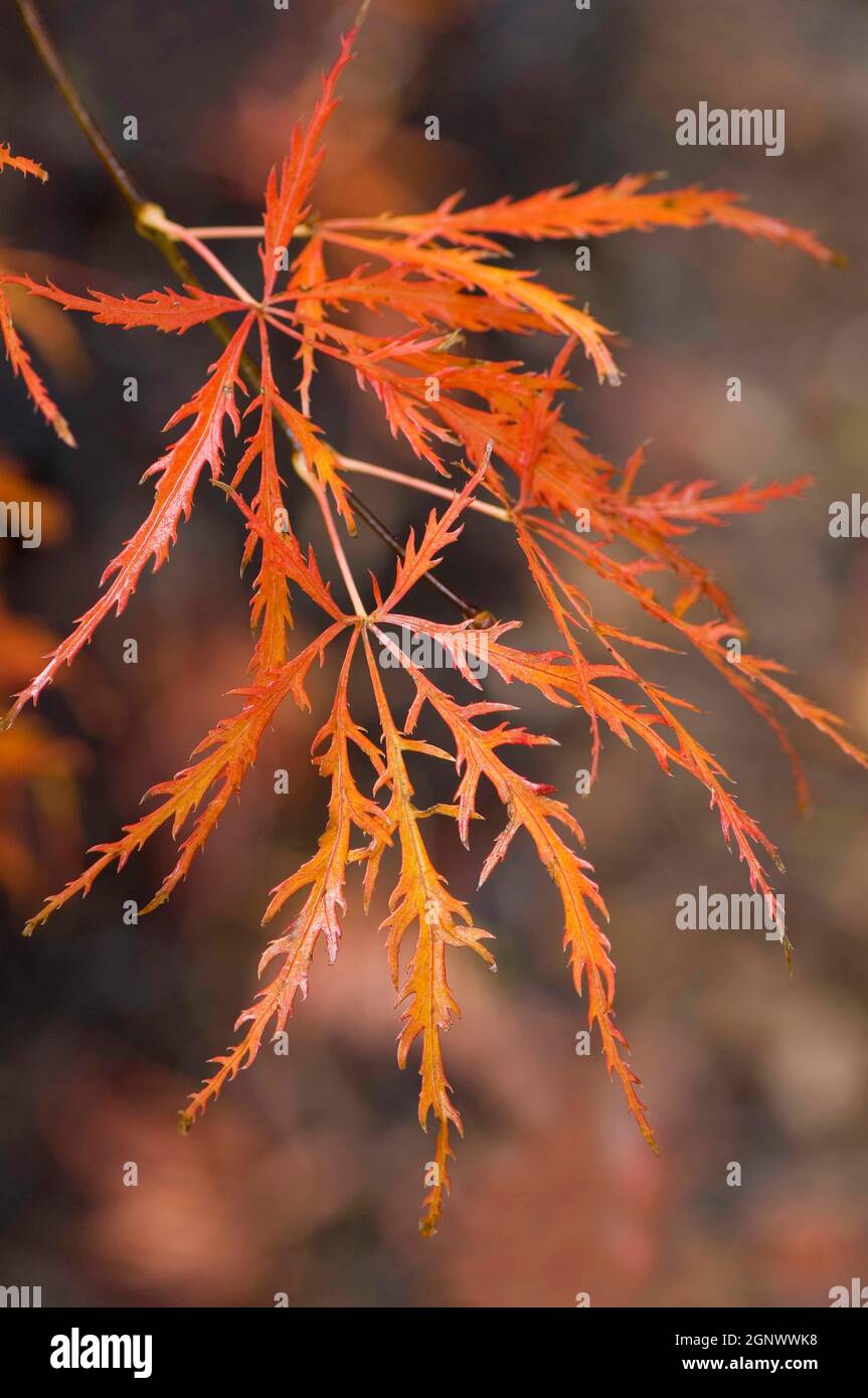 Feuilles d'érable en automne, amountains d'ablue, Australie, crédit:Chris L Jones / Avalon Banque D'Images