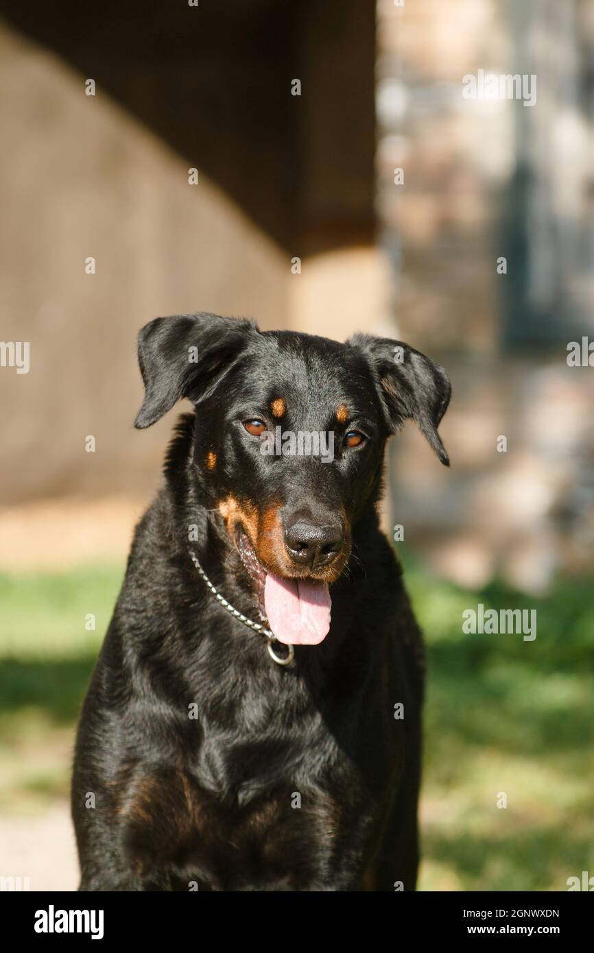 Portrait d'un grand chien noir de la race Beauceron (Berger français) sur  un fond d'une vieille maison Photo Stock - Alamy