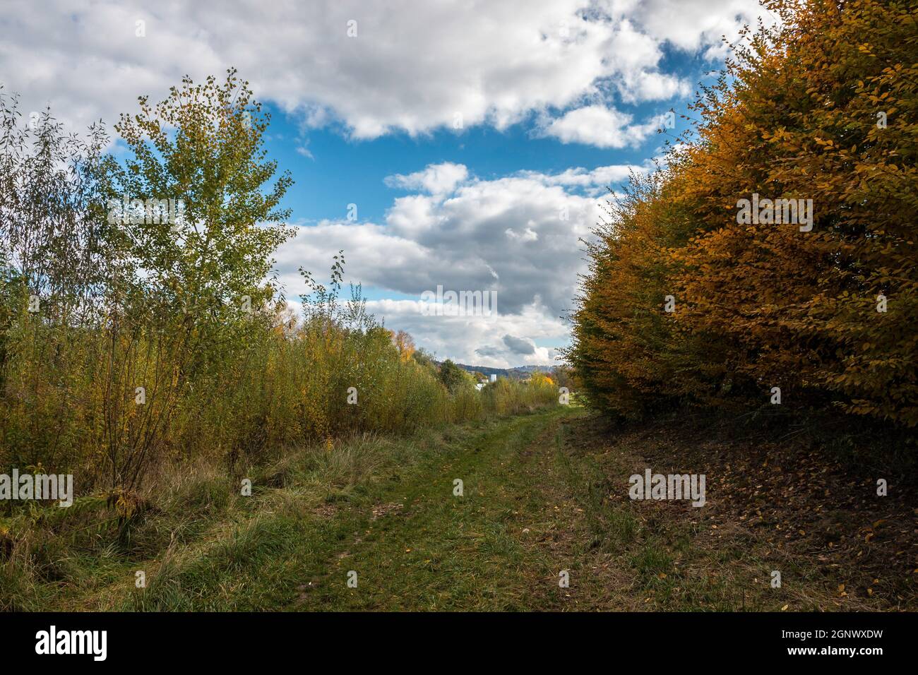 Feuilles colorées, prairies vertes et ciel bleu nuageux Banque D'Images