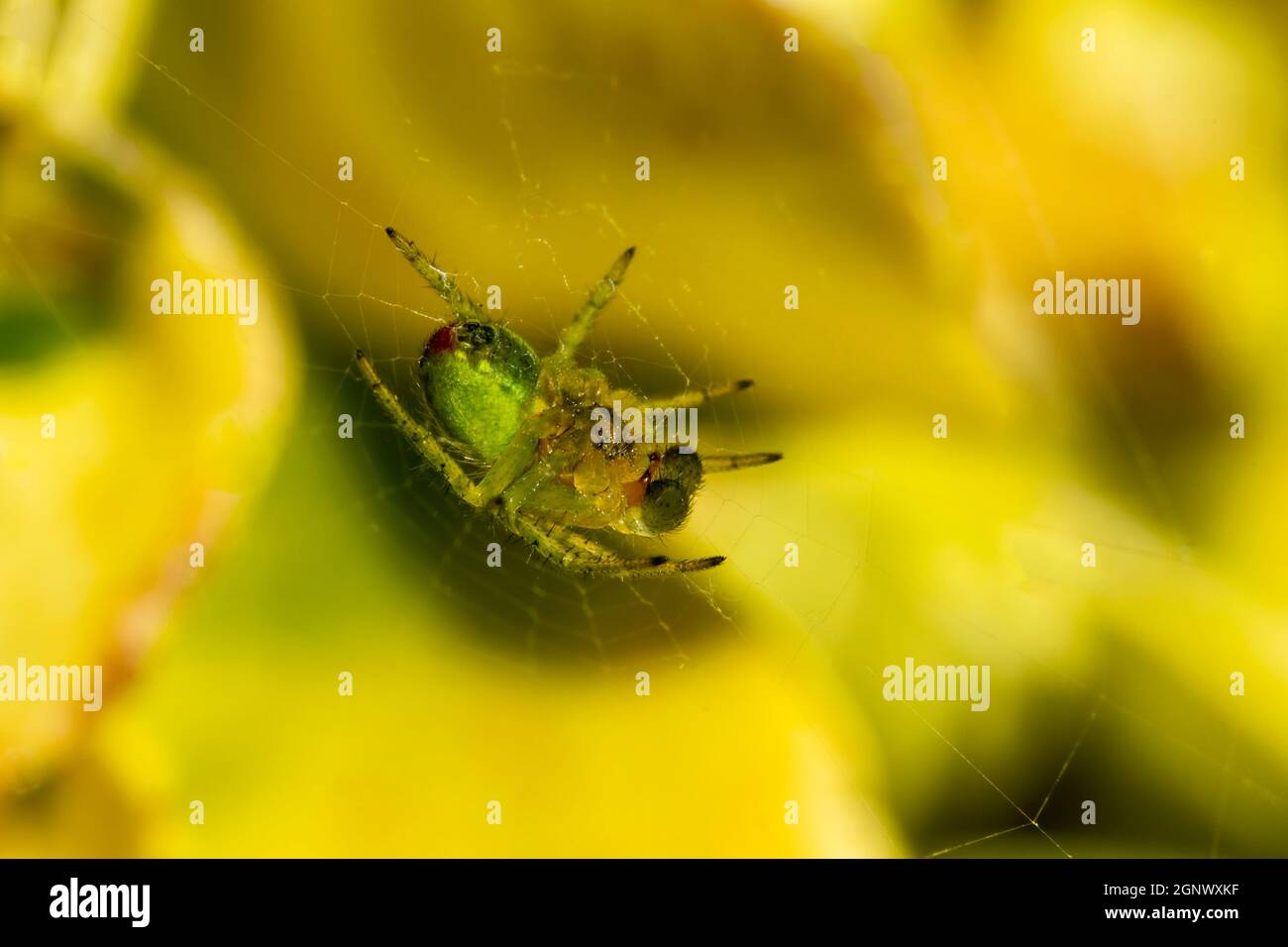 Une jeune araignée verte de concombre (araniella cucurbitina) au printemps qui est une araignée verte de jardin commune qui attrape sa proie d'insecte en construisant un Banque D'Images