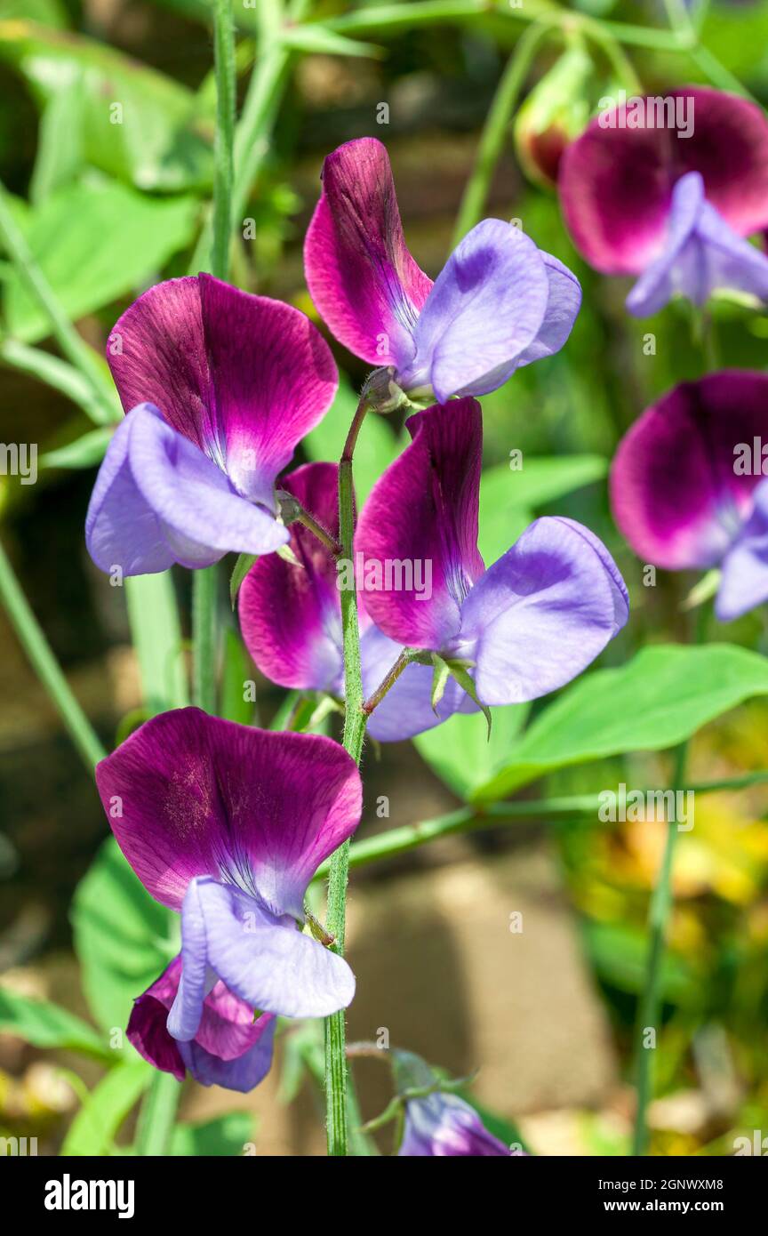 Pois doux 'Matucana' (Lathyrus odoratus) plante florale rouge violet de printemps, photo de stock Banque D'Images