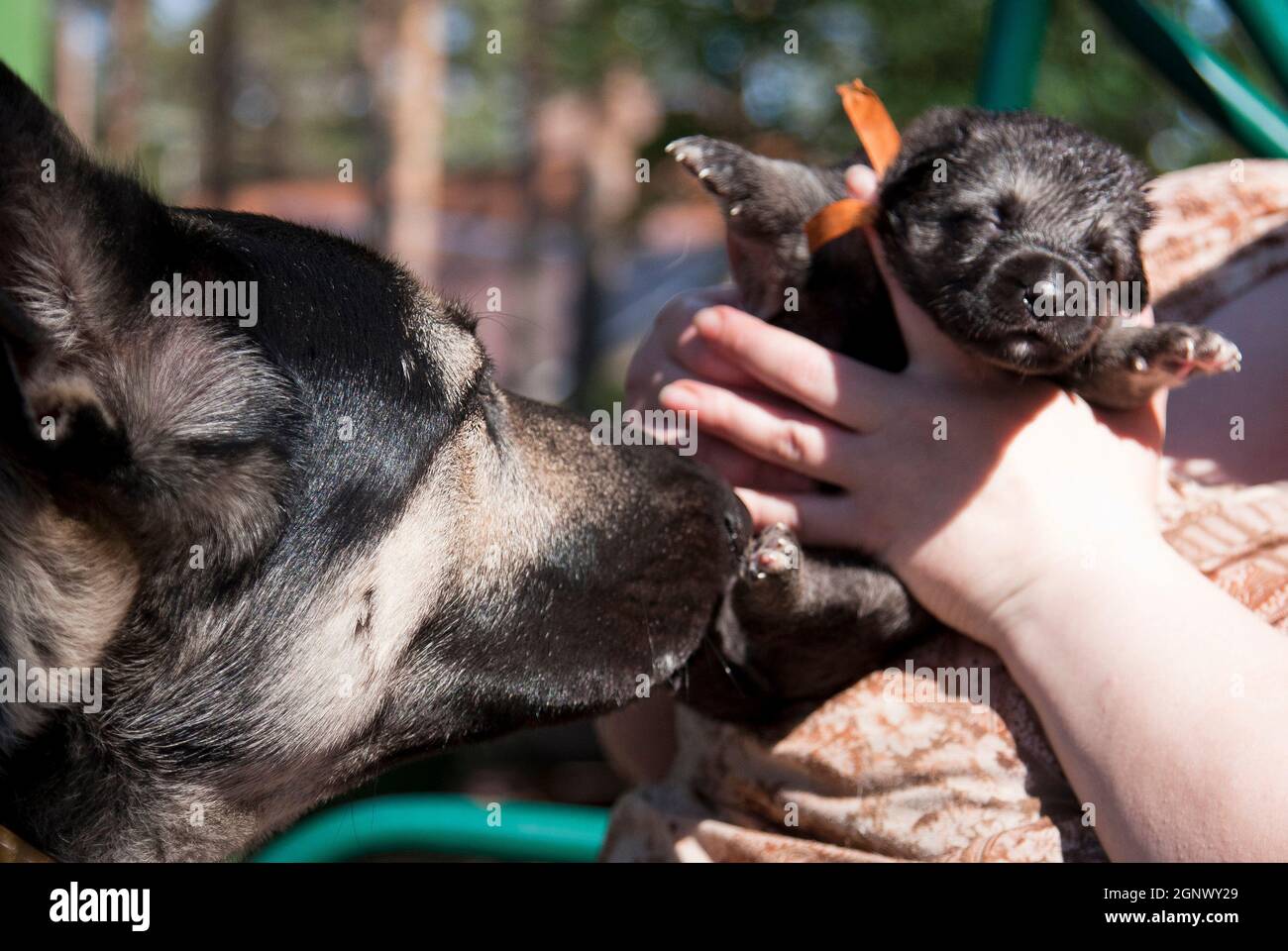 Un petit chiot de la race de Berger d'Europe de l'est dans ses bras et à côté de sa mère Banque D'Images