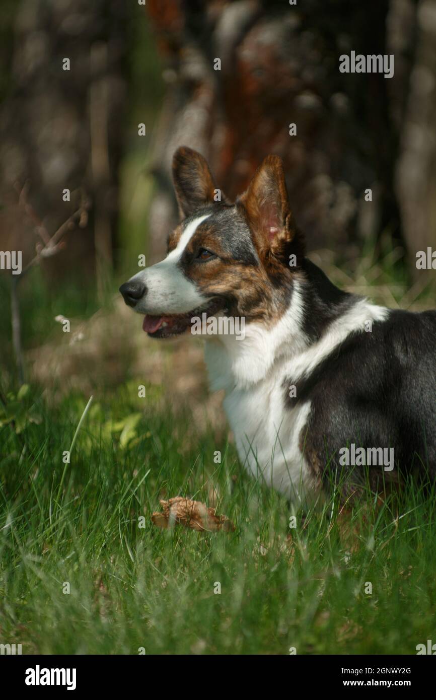 Portrait d'un chien de la race Welsh Corgi Cardigan sur la nature sur l'herbe Banque D'Images