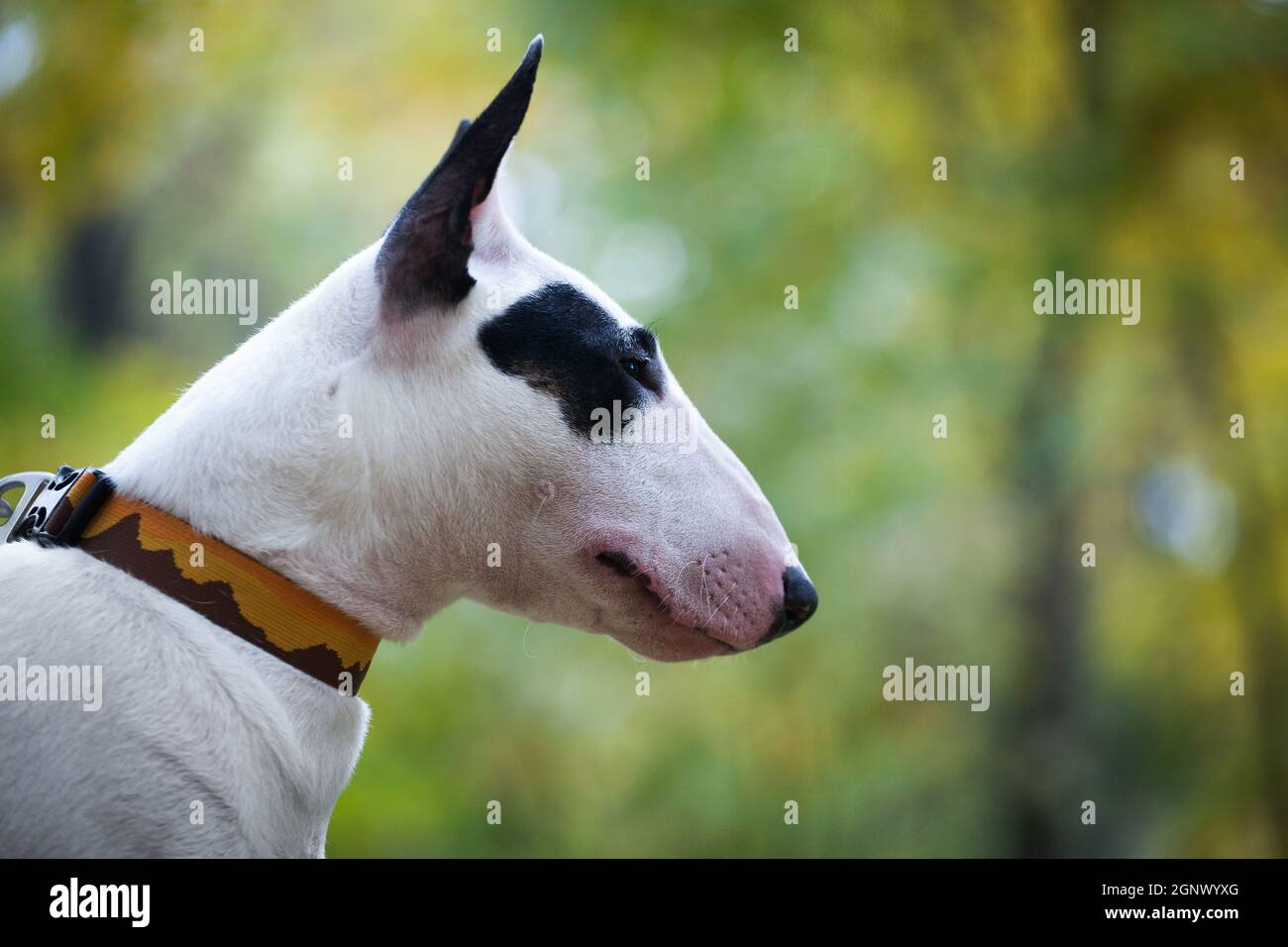 Portrait D Un Chien De Race Bull Terrier Blanc Avec Un Point Noir Pres De L œil Photo Stock Alamy