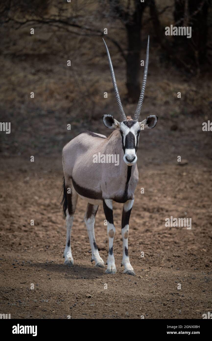 Gemsbok se dresse sur un sol pierreux près des arbres Banque D'Images