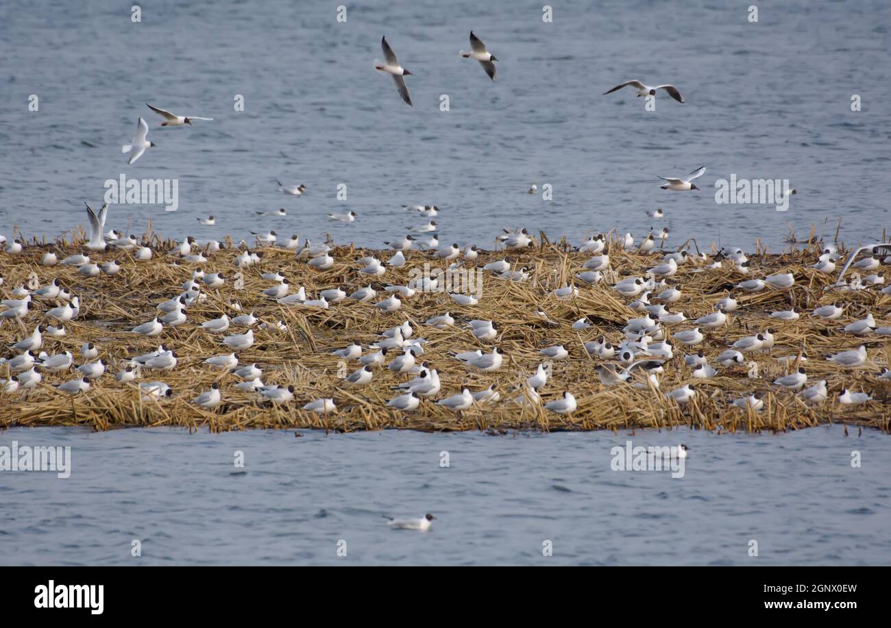Au début du printemps, une grande colonie de goélands à tête noire (Chericocephalus ridibundus) se trouve sur leur nid, sur une petite bande de terre dans l'eau Banque D'Images
