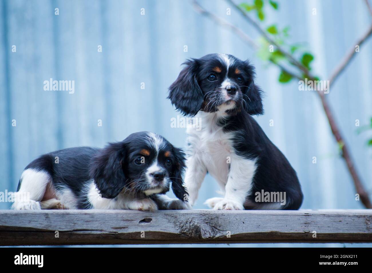 Deux chiots de la cavalier King Charles race, noir et blanc, à poil