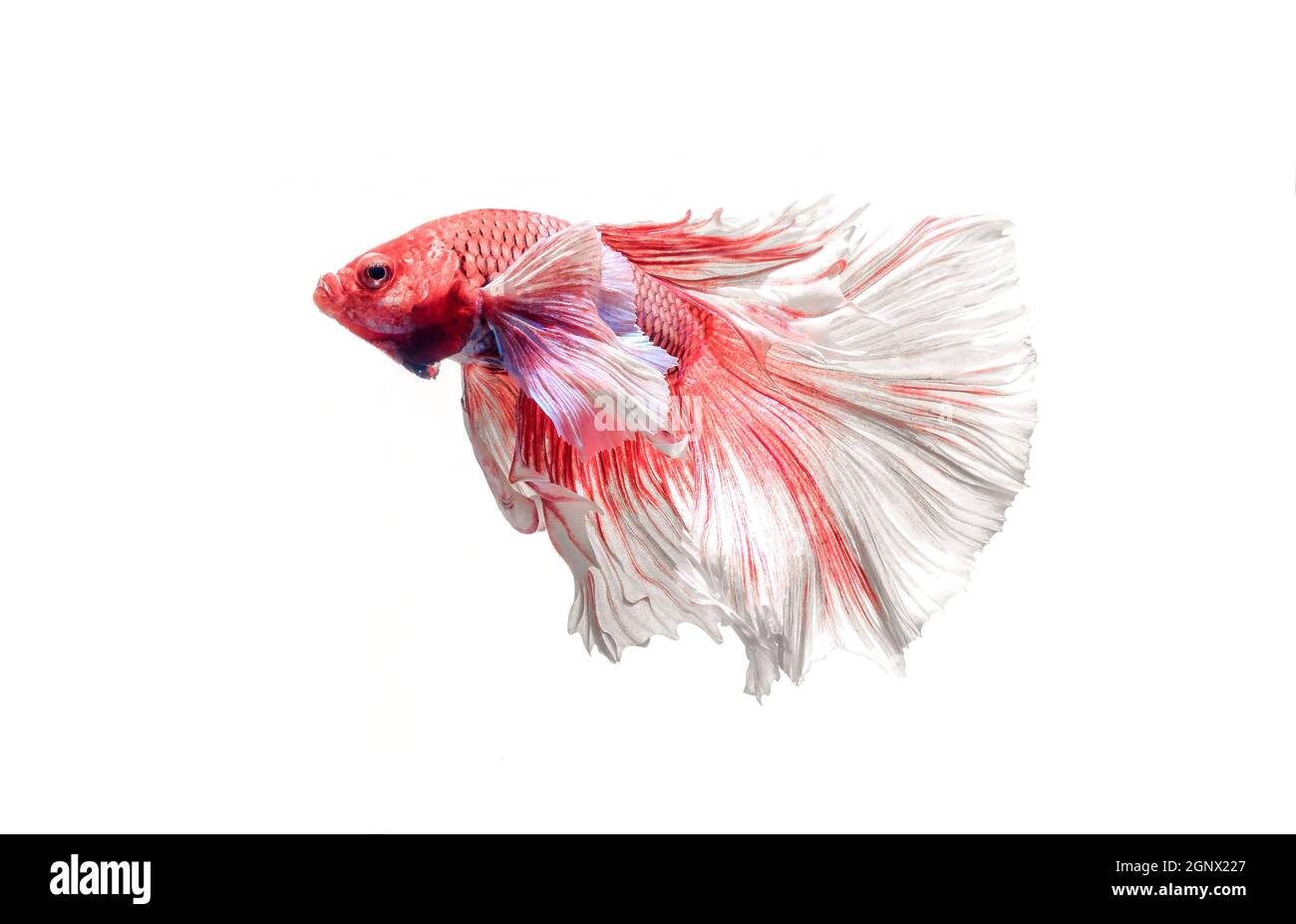 Poisson de combat, poisson de Betta belle couleur poisson de combat Siam, fond blanc. Banque D'Images