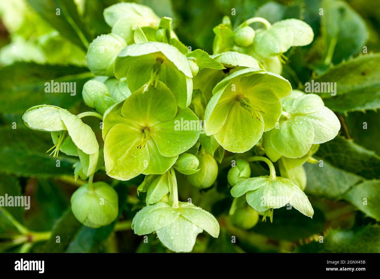 Helleborus Argutifolius plante à fleurs semi-ververte de printemps d'hiver avec une fleur de printemps vert jaune, photo de stock Banque D'Images