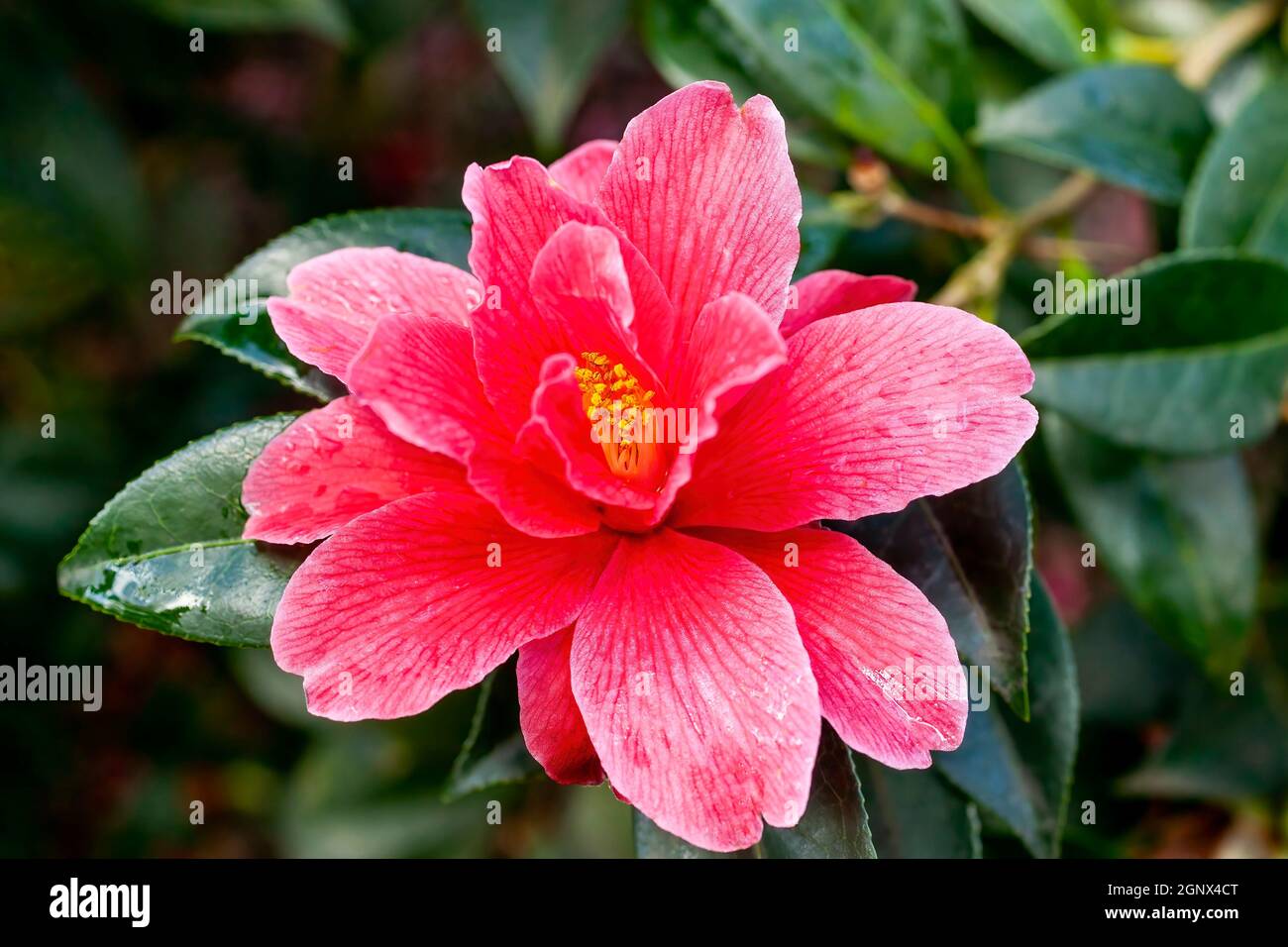 Camellia x Williamsii 'Freedom Bell' une plante arbustive d'été de printemps avec une photo de fleur rouge printanière en hiver Banque D'Images