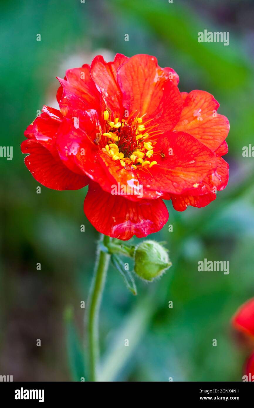 Geum 'Mrs J Bradshaw' plante herbacée rouge vivace de fleurs communément appelée avens Banque D'Images