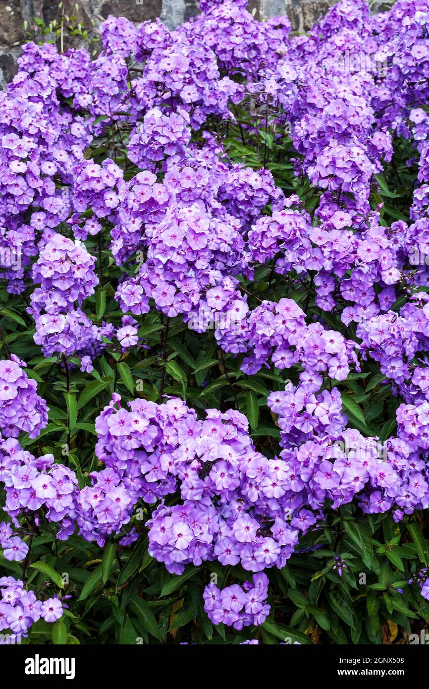 Phlox paniculata 'Blue Paradise' plante herbacée de fleurs d'été au printemps Banque D'Images