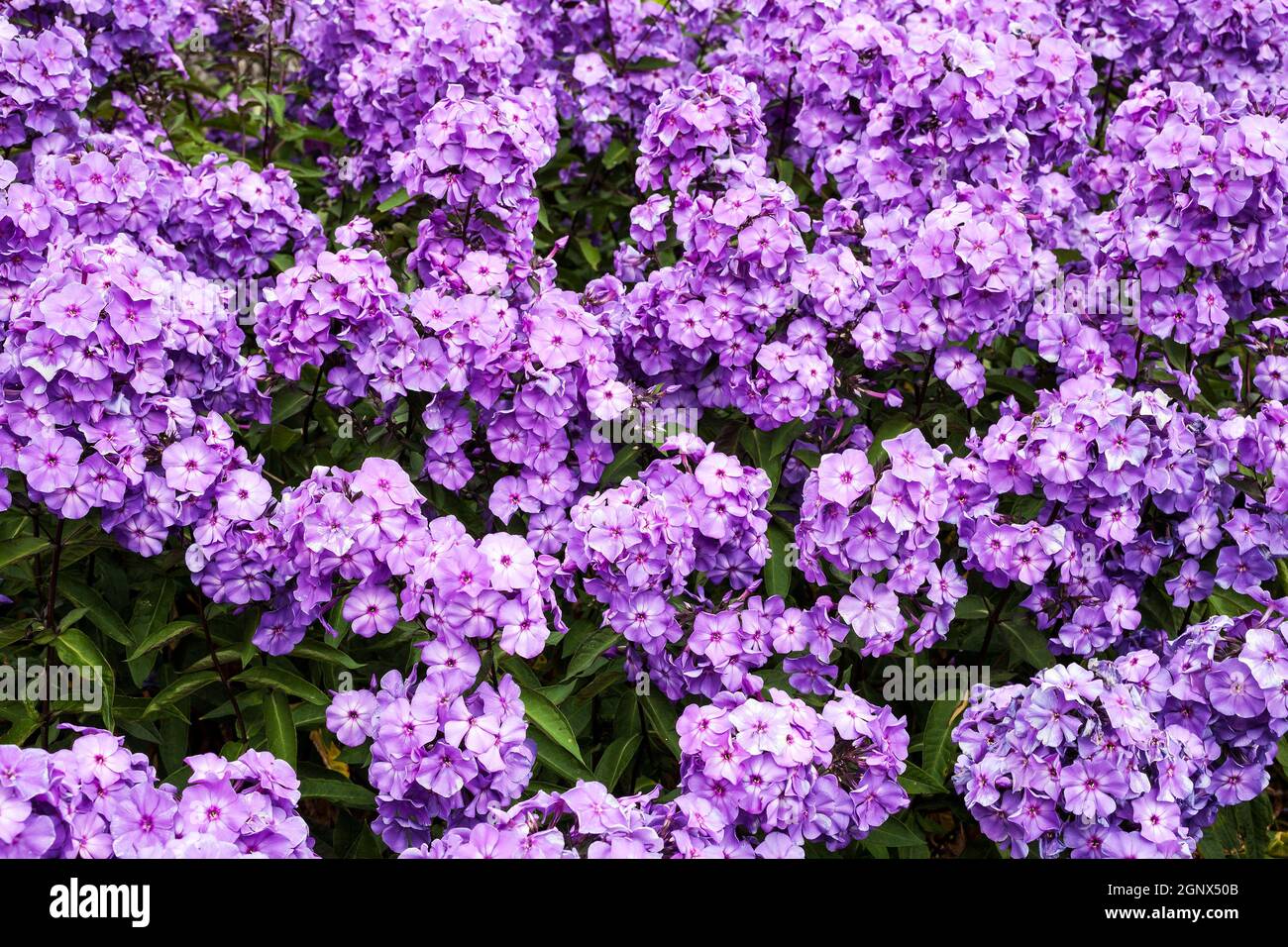 Phlox paniculata 'Blue Paradise' plante herbacée de fleurs d'été au printemps Banque D'Images