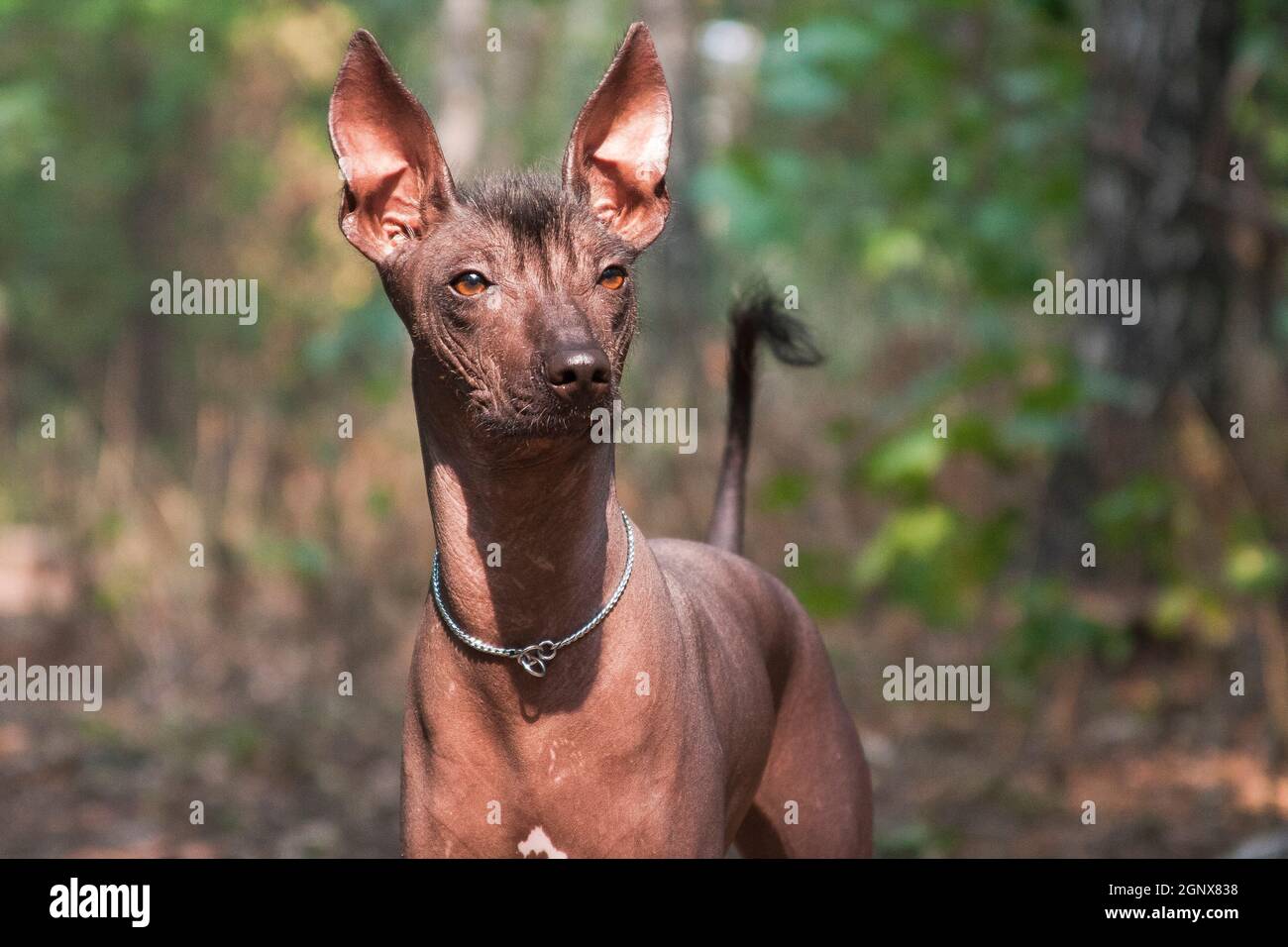 Chien Sans Poil Mexicain Banque du0027image et photos - Alamy