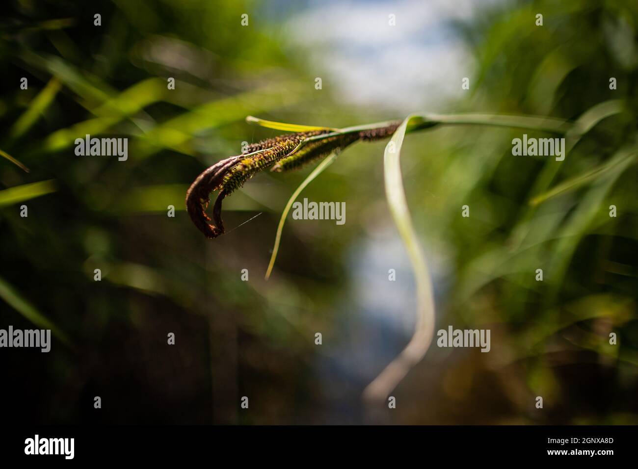 Photo macro de l'usine de roseau qui sort du lit de roseau au-dessus de la rivière | roseau dans les rushes qui se plient au-dessus de l'eau qui coule de près Banque D'Images