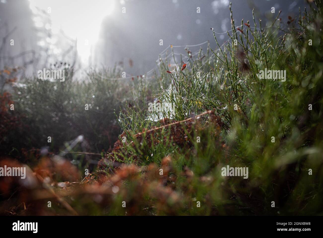 Gouttelettes d'eau sur les plantes forestières et les fils d'araignée avec le ciel et les arbres en arrière-plan gros plan | Dew drops sur les plantes couvertes d'araignée Banque D'Images