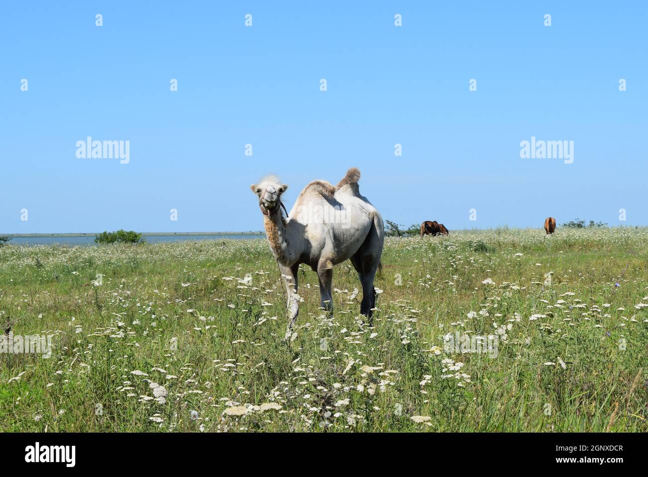 Camel sur un pâturage. Animaux de ferme privée. Banque D'Images