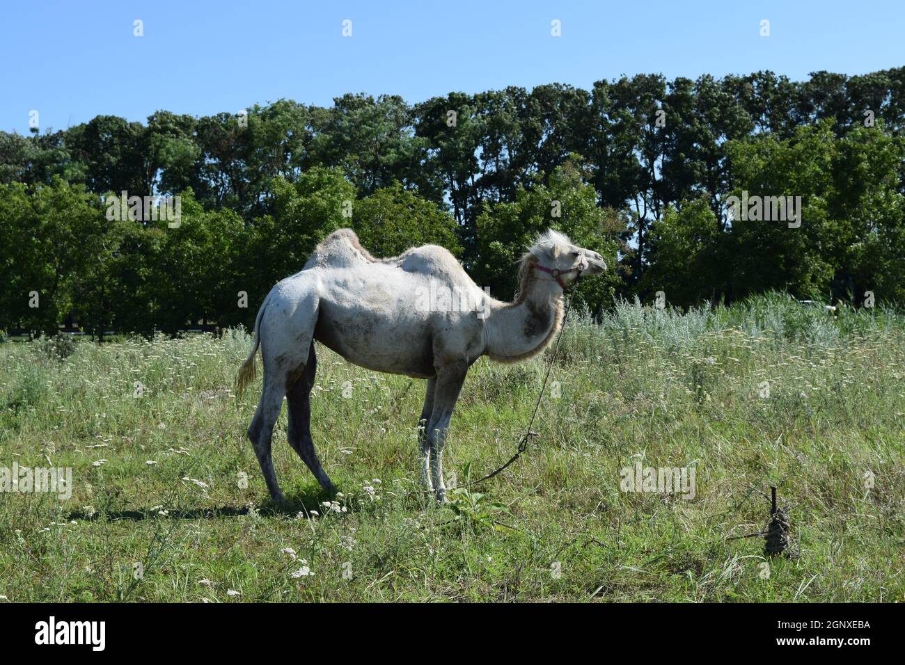 Camel sur un pâturage. Animaux de ferme privée. Banque D'Images