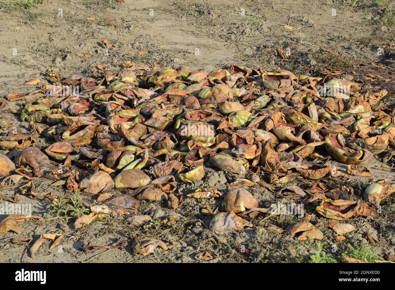 Heaps of rotting watermelons. Peel of melon. An abandoned field of watermelons and melons. Rotten watermelons. Remains of the harvest of melons. Rotti Banque D'Images