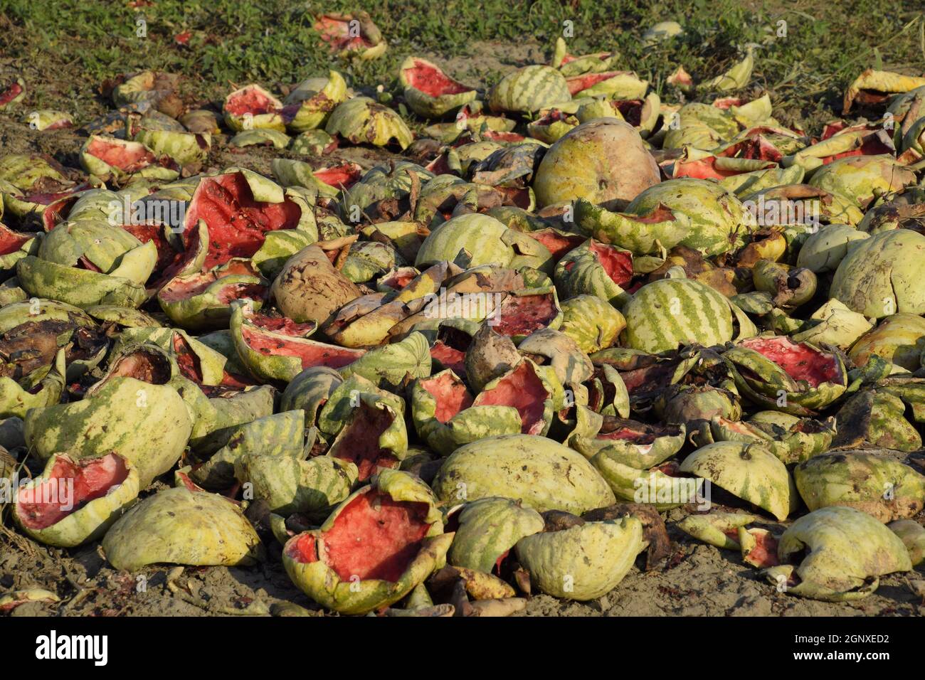 Heaps of rotting watermelons. Peel of melon. An abandoned field of watermelons and melons. Rotten watermelons. Remains of the harvest of melons. Rotti Banque D'Images