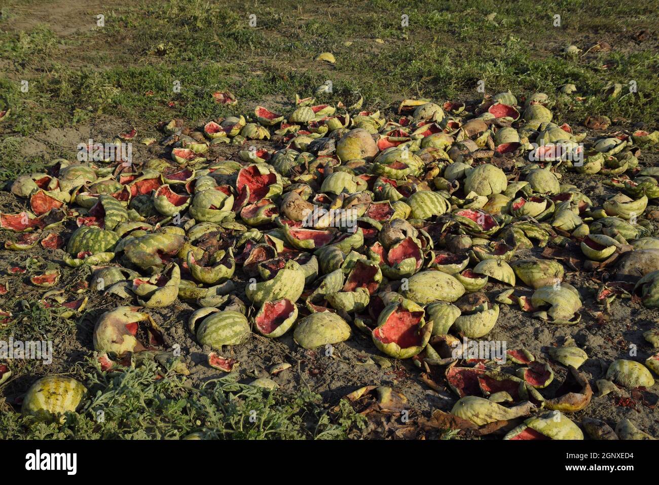 Heaps of rotting watermelons. Peel of melon. An abandoned field of watermelons and melons. Rotten watermelons. Remains of the harvest of melons. Rotti Banque D'Images
