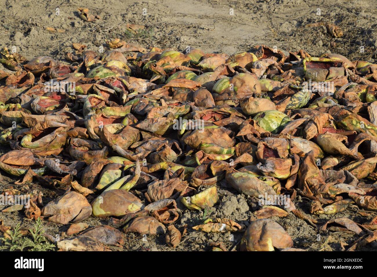 Heaps of rotting watermelons. Peel of melon. An abandoned field of watermelons and melons. Rotten watermelons. Remains of the harvest of melons. Rotti Banque D'Images