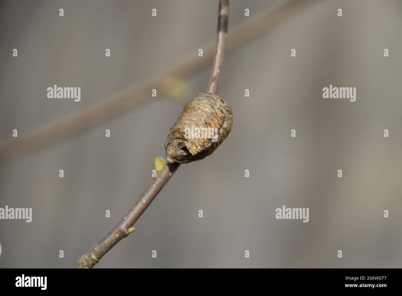 Mantis Ootheca sur les branches d'un arbre. Les oeufs de l'insecte prévues dans le cocon pour l'hiver sont prévues. Ooteca sur une branche de noisette. Banque D'Images