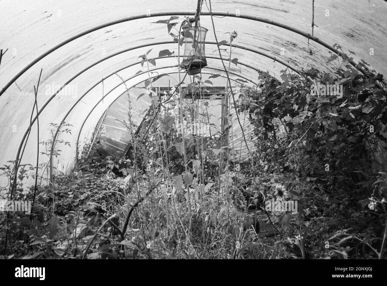 Polly tunnel, serre polytunnel, Hattingley, Hampshire, Angleterre. Banque D'Images