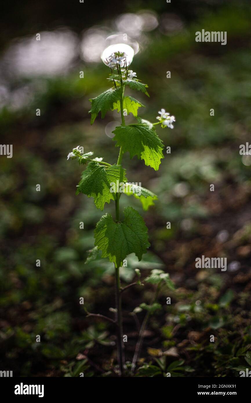 Photo artistique d'une plante avec des fleurs blanches sur une rive de rivière avec une impressionnante réflexion de lumière sur l'eau dans le fond sombre Banque D'Images