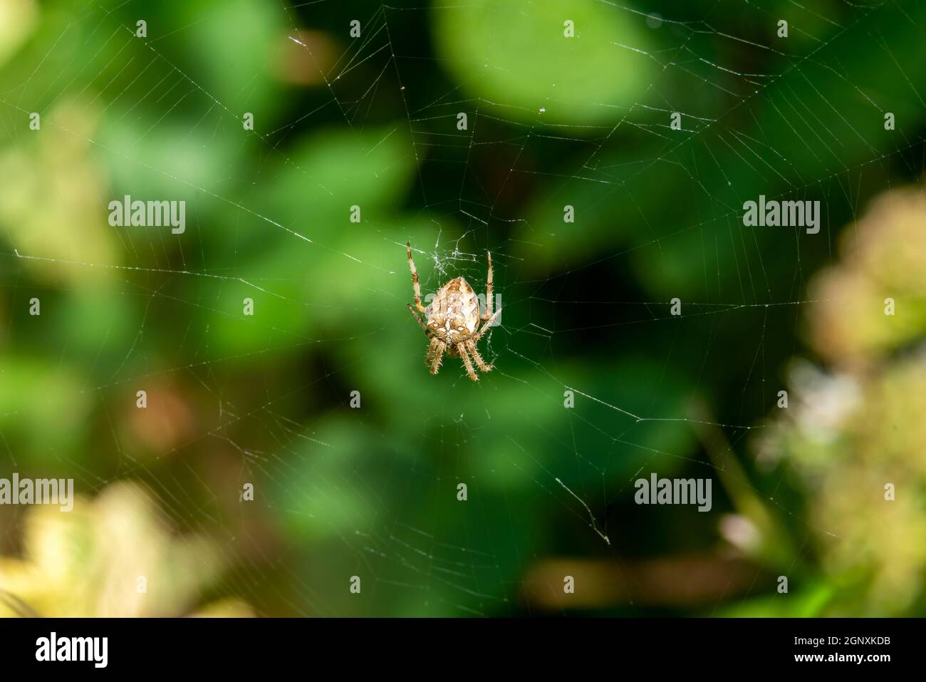 Araignée de Weaver d'Orbe croisé (araneus diadematus) ou l'araignée de diadem est l'araignée de jardin commune qui attrape sa proie d'insecte en construisant un stock de toile de soie p Banque D'Images