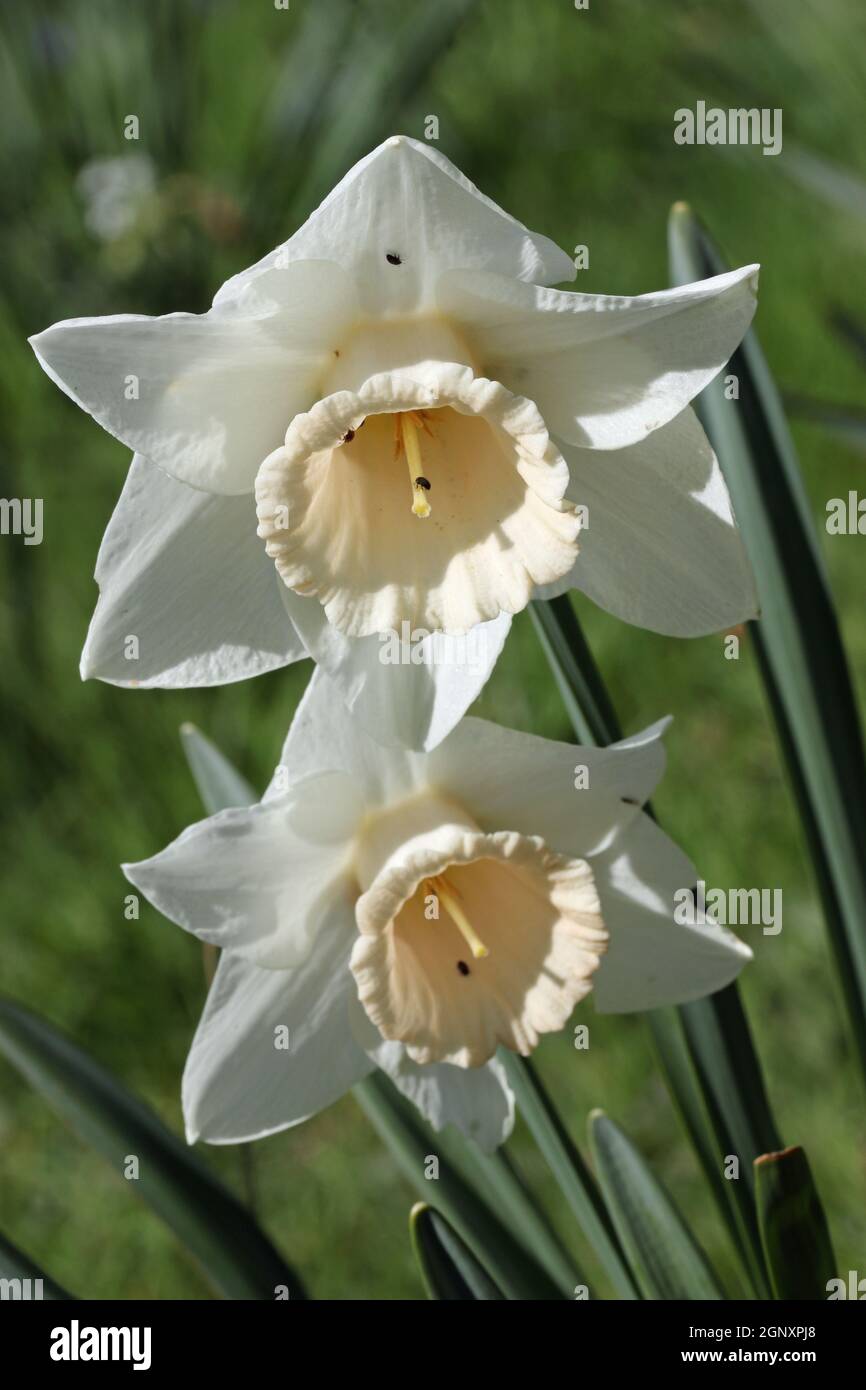 Grandes fleurs jonctées de jonquilles aux pétales blancs et à la coupe centrale crème et un fond de feuilles, de tiges et de fleurs floues. Banque D'Images