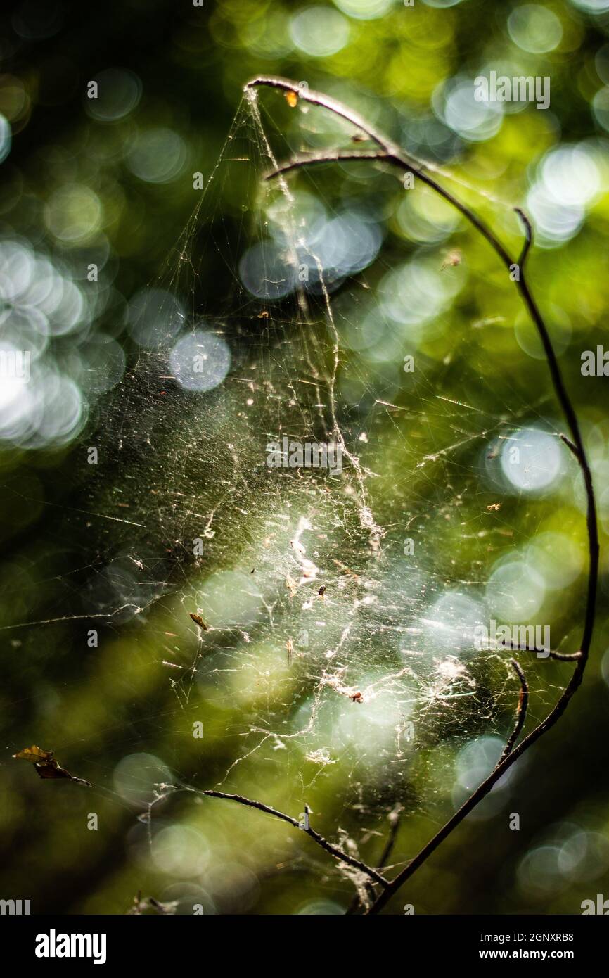 Le soleil brille à travers une toile de toile sur une branche de la forêt | magnifique illuminé par une toile de toile de toile de toile lumineuse sur une branche dans une forêt Banque D'Images